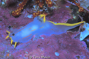 Crowned nudibranch by Tony Makin 